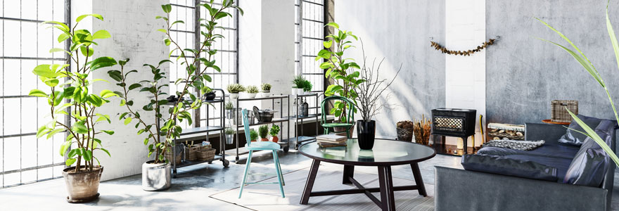plantes-d'intérieur